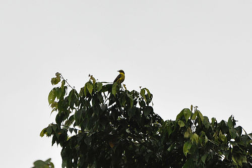 Lemon-browed flycatcher